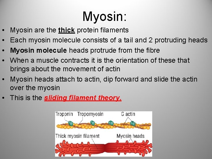 Myosin: • • Myosin are thick protein filaments Each myosin molecule consists of a