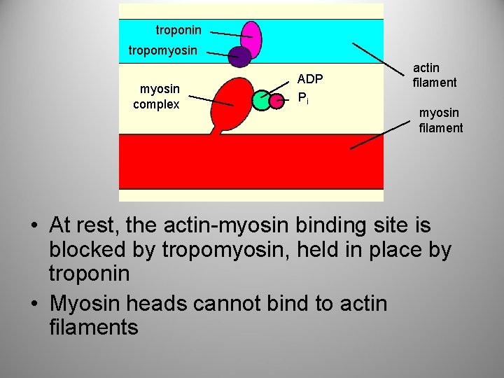 troponin tropomyosin complex ADP Pi actin filament myosin filament • At rest, the actin-myosin