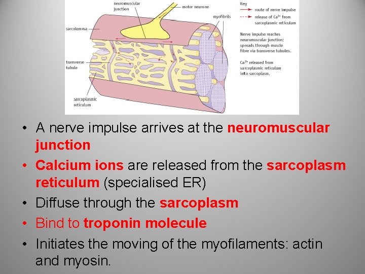  • A nerve impulse arrives at the neuromuscular junction • Calcium ions are