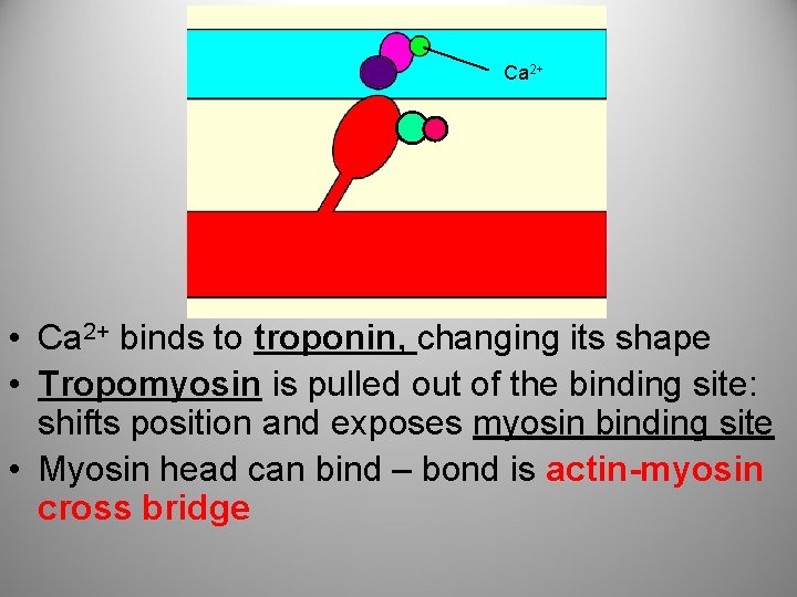 Ca 2+ • Ca 2+ binds to troponin, changing its shape • Tropomyosin is