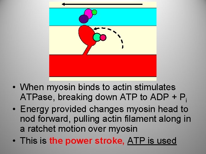  • When myosin binds to actin stimulates ATPase, breaking down ATP to ADP