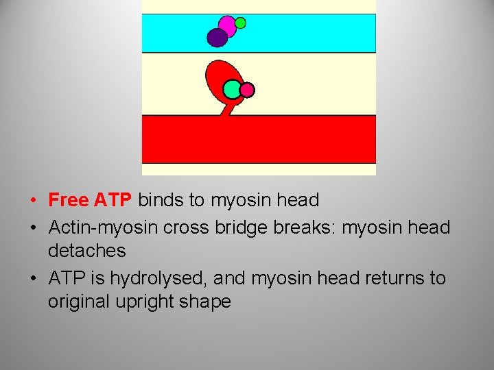  • Free ATP binds to myosin head • Actin-myosin cross bridge breaks: myosin
