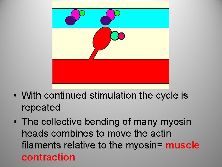  • With continued stimulation the cycle is repeated • The collective bending of