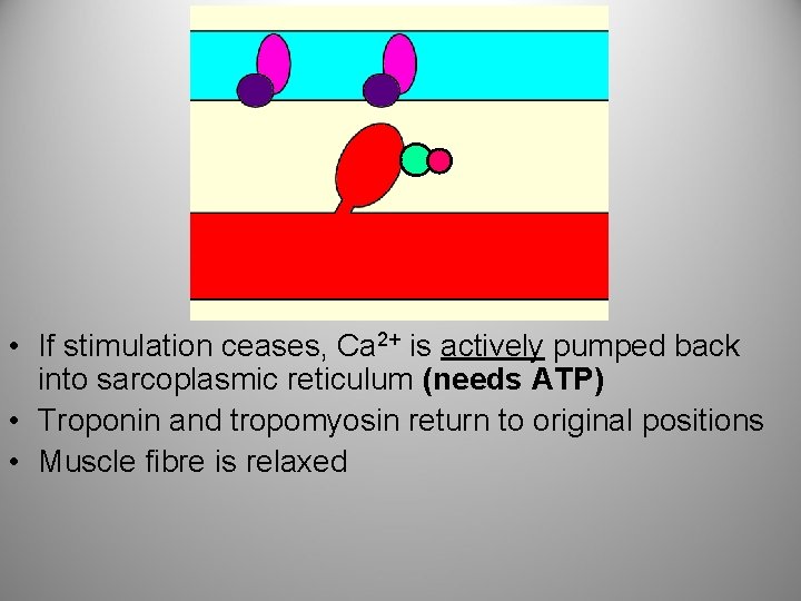  • If stimulation ceases, Ca 2+ is actively pumped back into sarcoplasmic reticulum