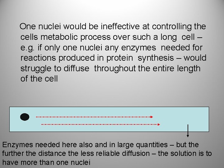 One nuclei would be ineffective at controlling the cells metabolic process over such a