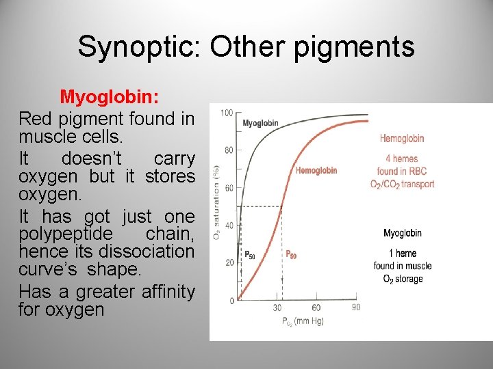 Synoptic: Other pigments Myoglobin: Red pigment found in muscle cells. It doesn’t carry oxygen