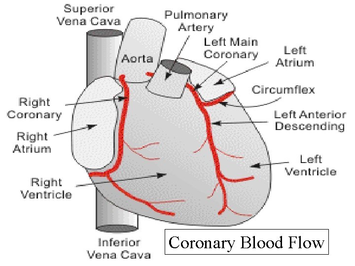 Coronary Blood Flow 