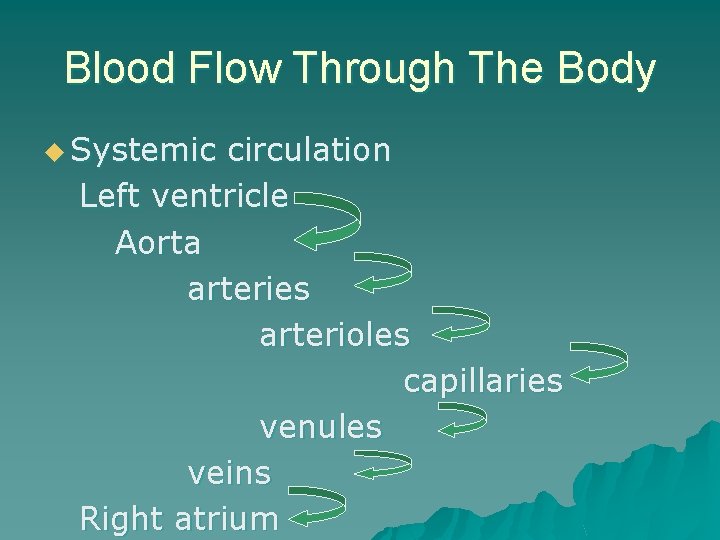 Blood Flow Through The Body u Systemic circulation Left ventricle Aorta arteries arterioles capillaries