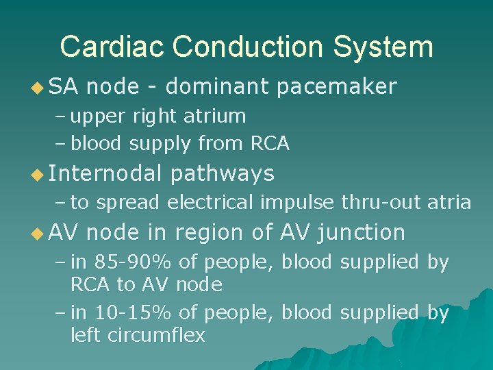 Cardiac Conduction System u SA node - dominant pacemaker – upper right atrium –