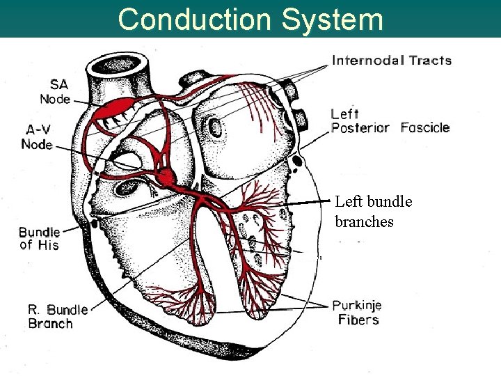 Conduction System L l Left bundle branches 