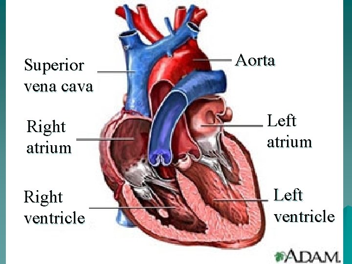 Superior vena cava Right atrium Right ventricle Aorta Left atrium Left ventricle 