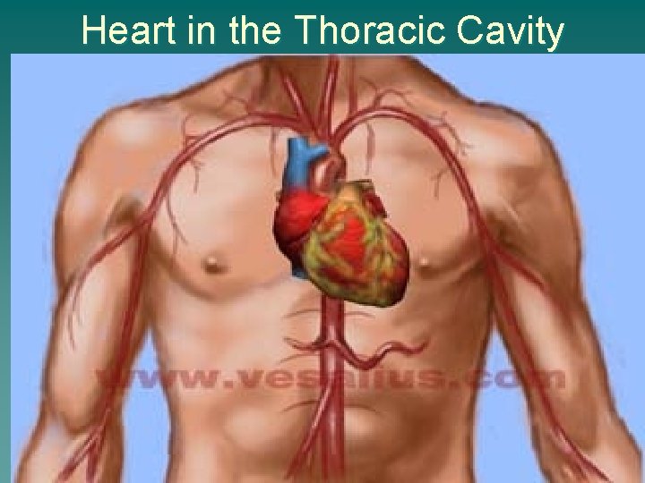 Heart in the Thoracic Cavity 