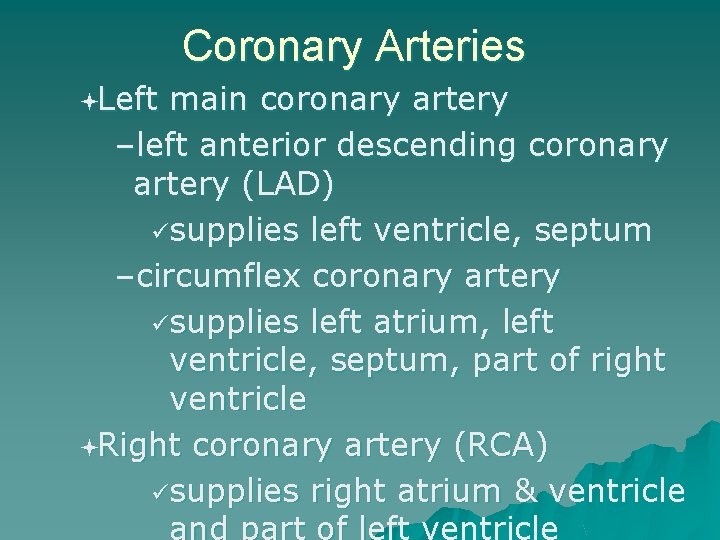 Coronary Arteries ªLeft main coronary artery –left anterior descending coronary artery (LAD) supplies left