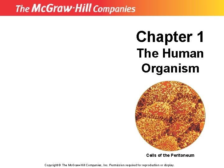 Chapter 1 The Human Organism Cells of the Peritoneum Copyright © The Mc. Graw-Hill