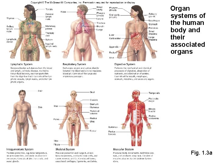 Organ systems of the human body and their associated organs Fig. 1. 3 a