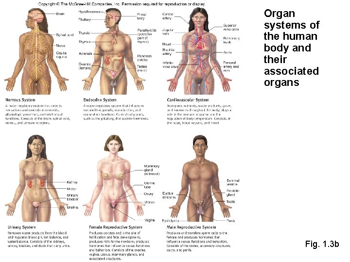 Organ systems of the human body and their associated organs Fig. 1. 3 b