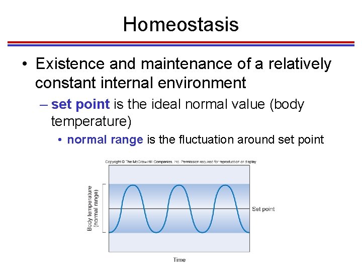 Homeostasis • Existence and maintenance of a relatively constant internal environment – set point