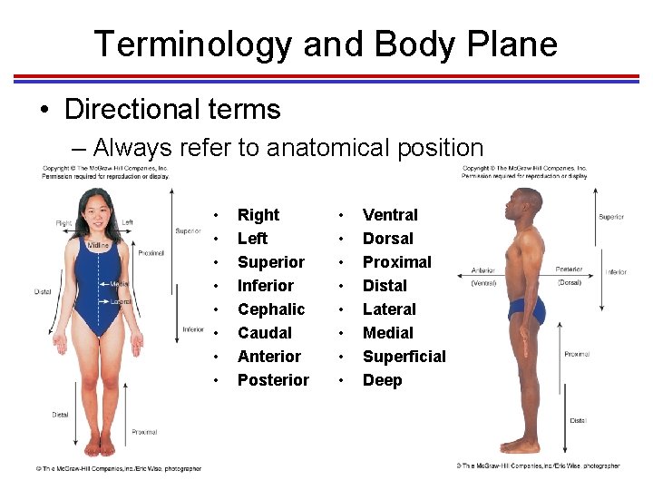 Terminology and Body Plane • Directional terms – Always refer to anatomical position •