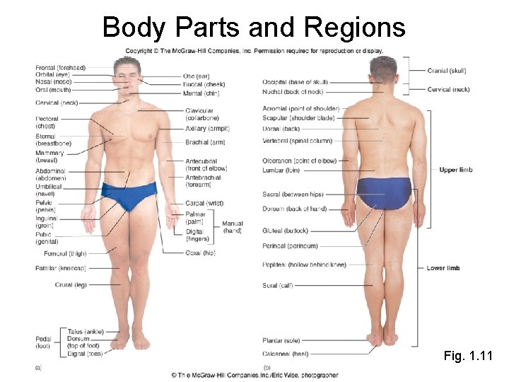 Body Parts and Regions Fig. 1. 11 