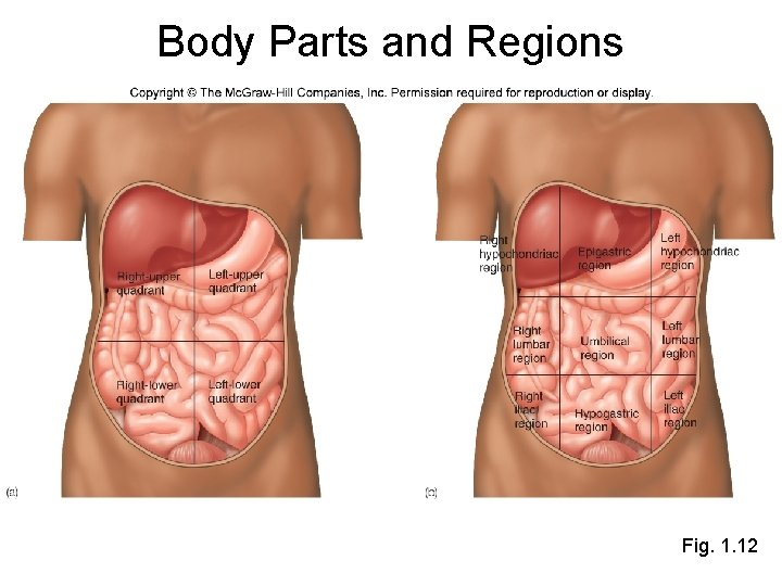 Body Parts and Regions Fig. 1. 12 