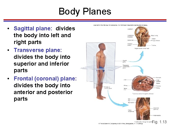 Body Planes • Sagittal plane: divides the body into left and right parts •