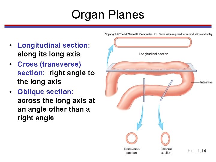 Organ Planes • Longitudinal section: along its long axis • Cross (transverse) section: right