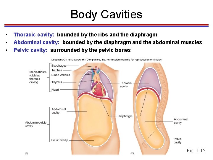 Body Cavities • • • Thoracic cavity: bounded by the ribs and the diaphragm