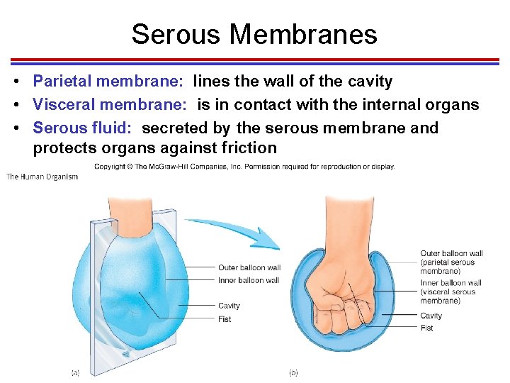 Serous Membranes • Parietal membrane: lines the wall of the cavity • Visceral membrane: