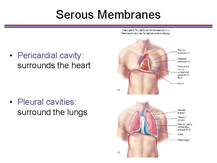 Serous Membranes • Pericardial cavity: surrounds the heart • Pleural cavities: surround the lungs