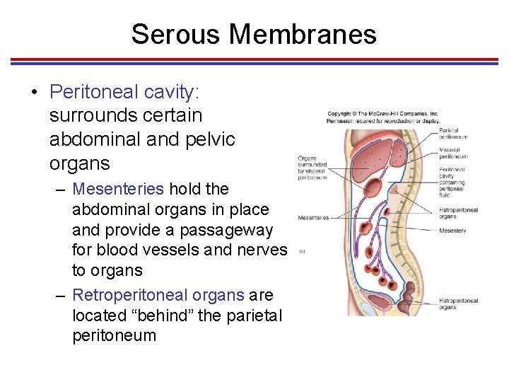 Serous Membranes • Peritoneal cavity: surrounds certain abdominal and pelvic organs – Mesenteries hold