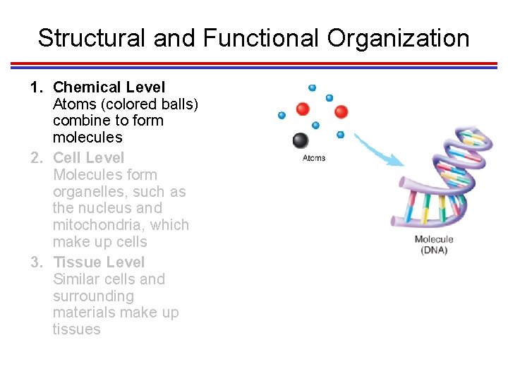 Structural and Functional Organization 1. Chemical Level Atoms (colored balls) combine to form molecules