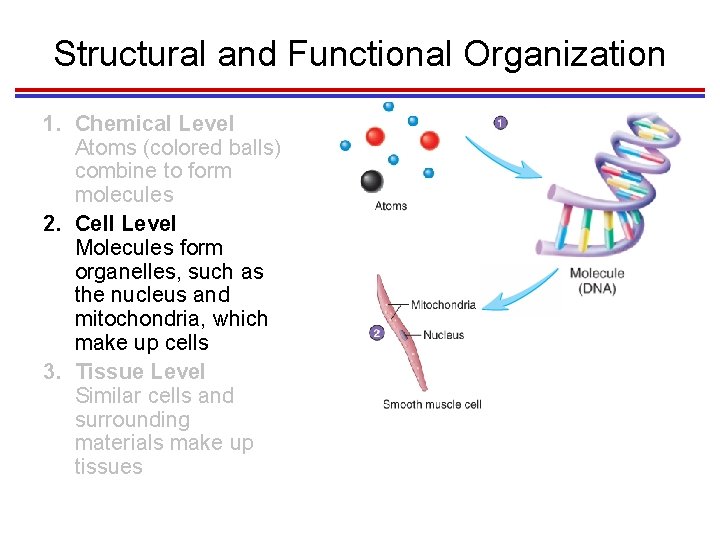 Structural and Functional Organization 1. Chemical Level Atoms (colored balls) combine to form molecules