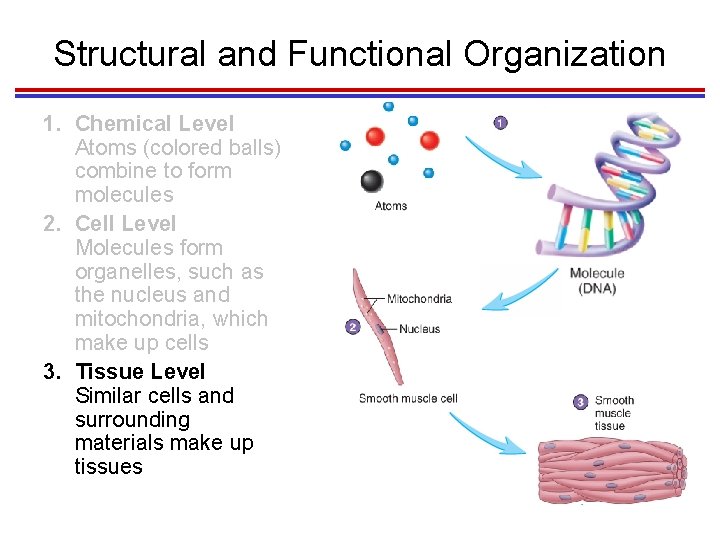 Structural and Functional Organization 1. Chemical Level Atoms (colored balls) combine to form molecules