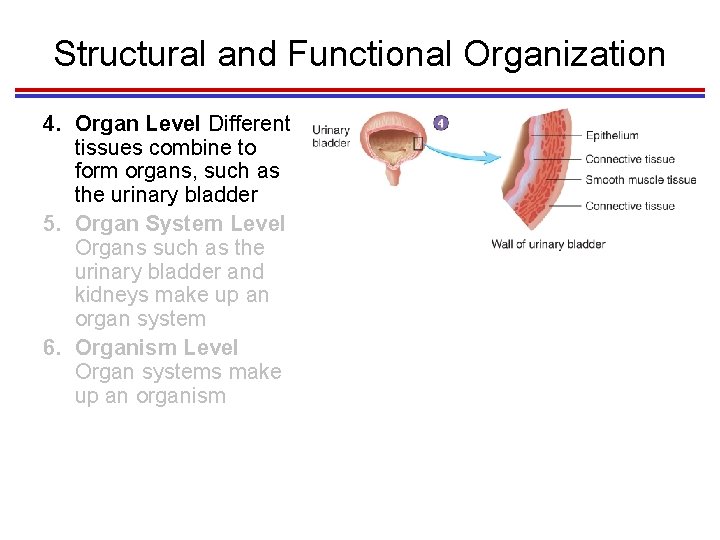 Structural and Functional Organization 4. Organ Level Different tissues combine to form organs, such