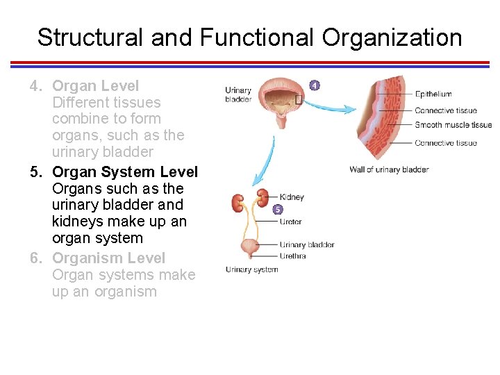 Structural and Functional Organization 4. Organ Level Different tissues combine to form organs, such