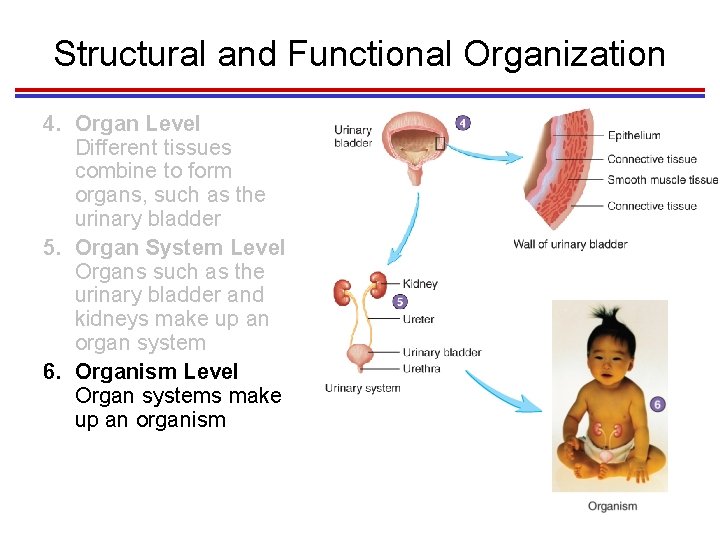 Structural and Functional Organization 4. Organ Level Different tissues combine to form organs, such