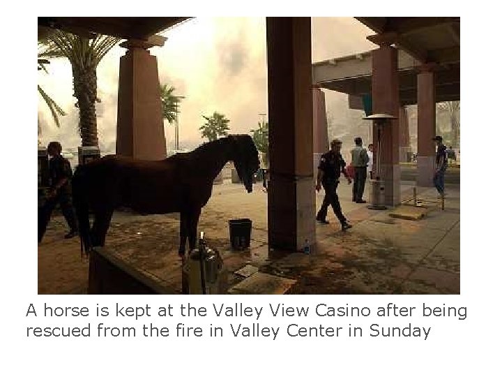 A horse is kept at the Valley View Casino after being rescued from the