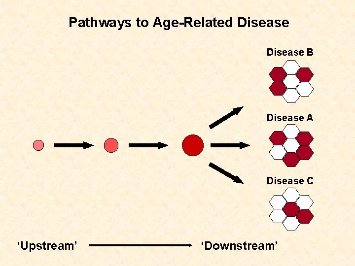 Pathways to Age-Related Disease B Disease A Disease C ‘Upstream’ ‘Downstream’ 