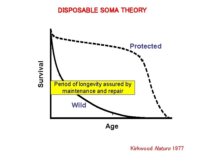 DISPOSABLE SOMA THEORY Survival Protected Period of longevity assured by maintenance and repair Wild DISPOSABLE SOMA THEORY Survival Protected Period of longevity assured by maintenance and repair Wild