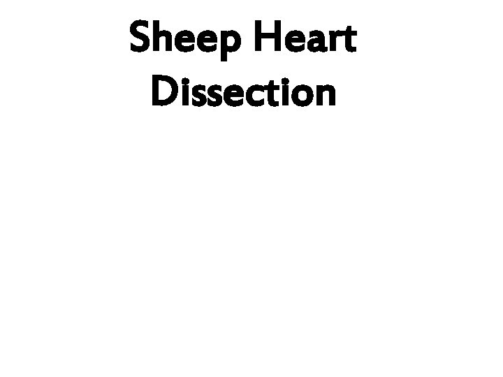 Sheep Heart Dissection 