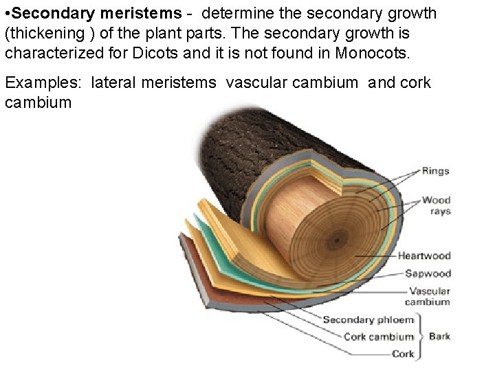  • Secondary meristems - determine the secondary growth (thickening ) of the plant