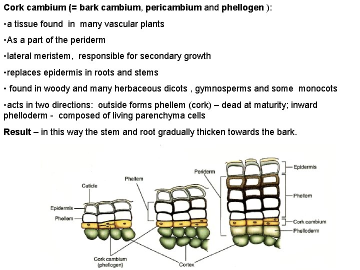 Cork cambium (= bark cambium, pericambium and phellogen ): • a tissue found in