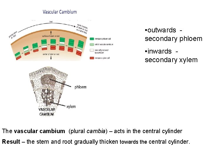  • outwards - secondary phloem • inwards - secondary xylem The vascular cambium