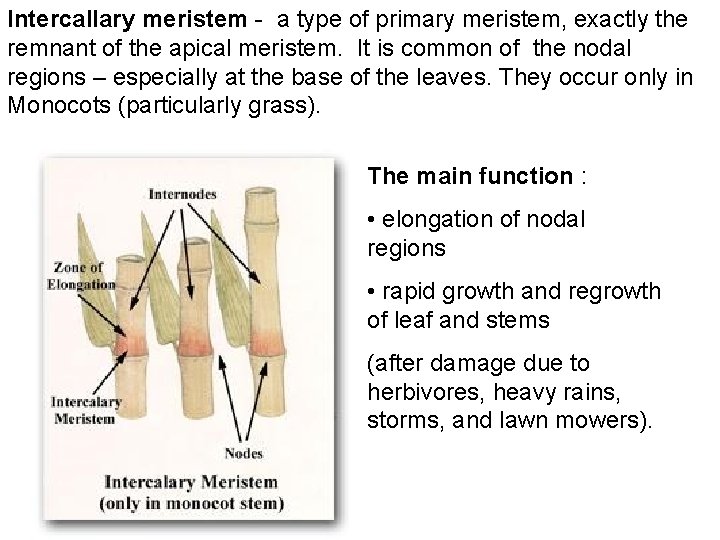 Intercallary meristem - a type of primary meristem, exactly the remnant of the apical