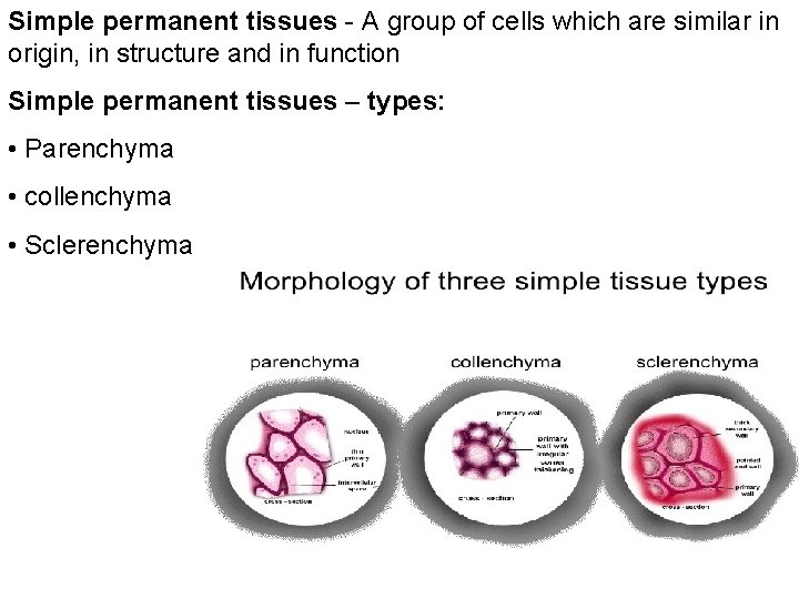 Simple permanent tissues - A group of cells which are similar in origin, in