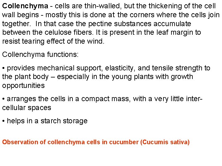 Collenchyma - cells are thin-walled, but the thickening of the cell wall begins -