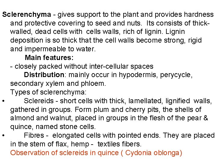 Sclerenchyma - gives support to the plant and provides hardness and protective covering