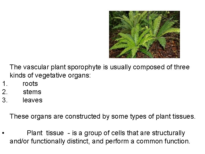 The vascular plant sporophyte is usually composed of three kinds of vegetative organs: 1.