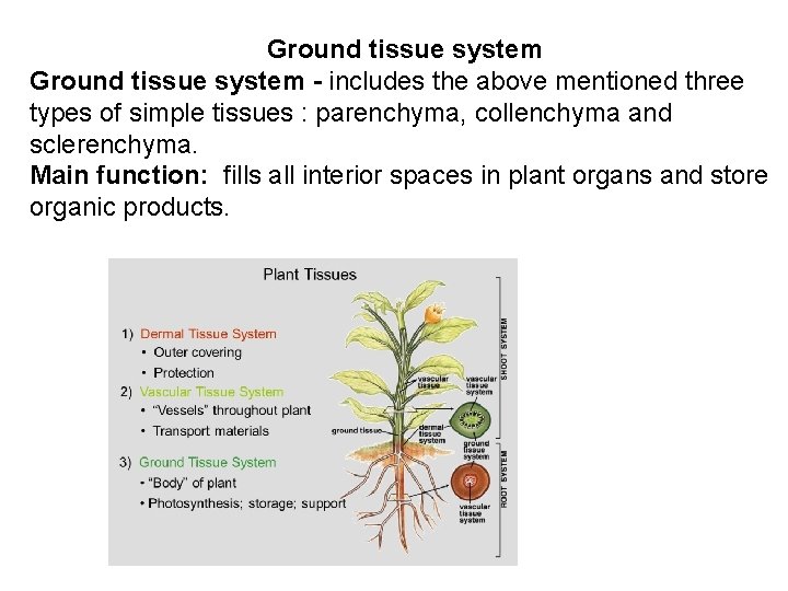 Ground tissue system - includes the above mentioned three types of simple tissues :