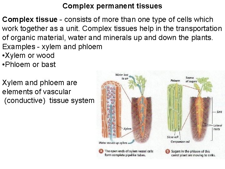 Complex permanent tissues Complex tissue - consists of more than one type of cells